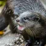 Nutria Neotropical (Lontra longicaudis)