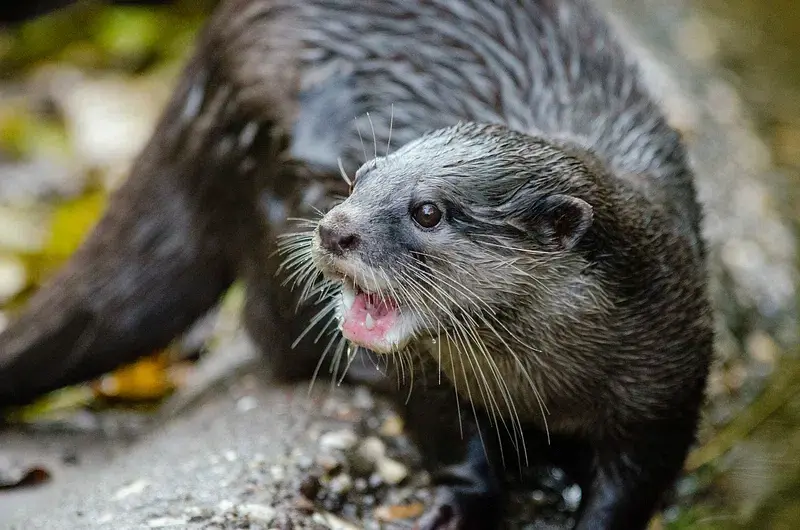 Nutria Neotropical (Lontra longicaudis)