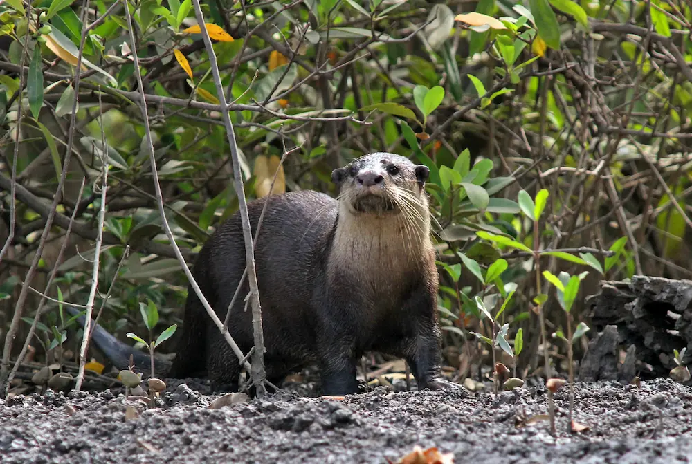 Nutria de garra corta africana (Aonyx capensis)