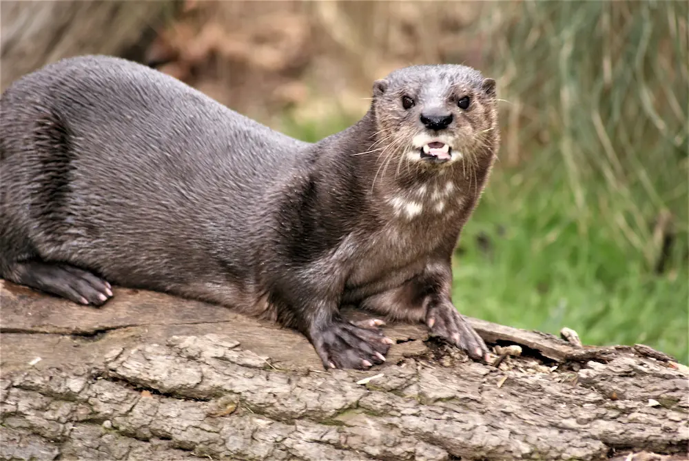 Nutria moteada de cuello (Lutra maculicollis)