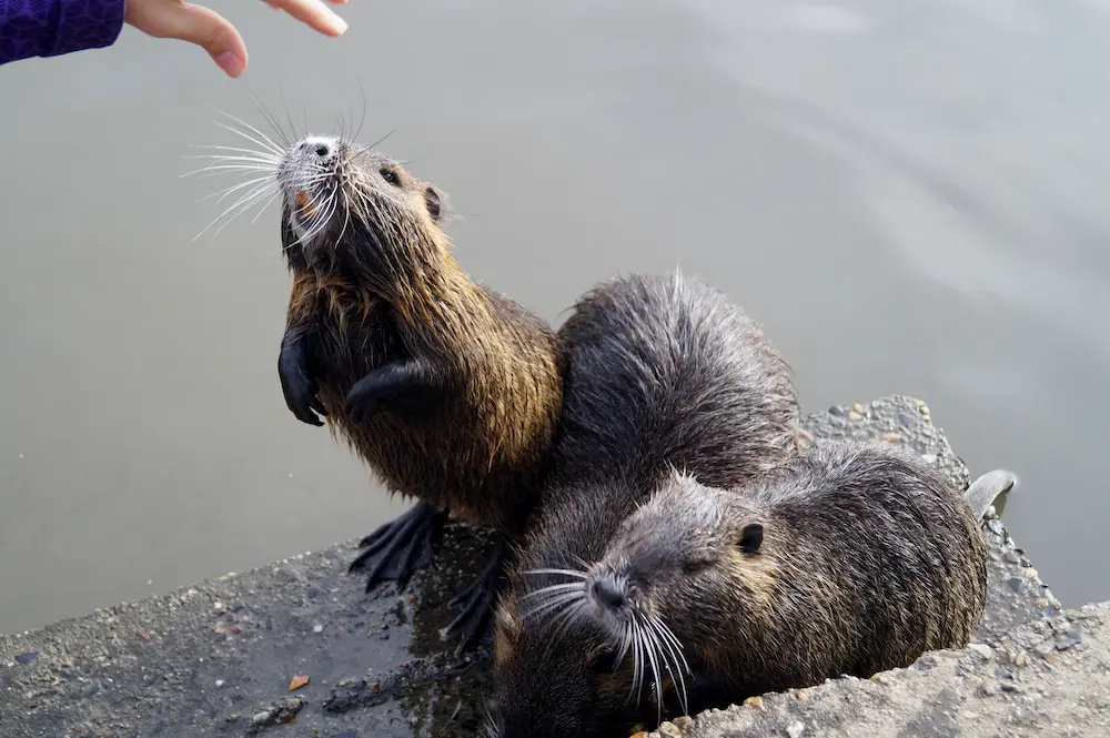 Observa las imágenes de la nutria bebé que conmueven al mundo –