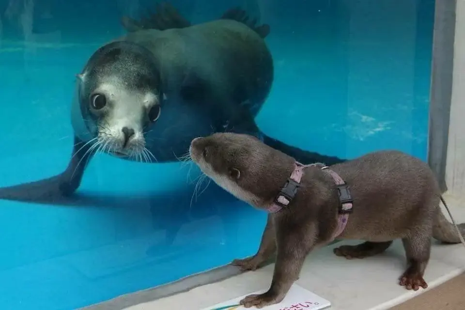 otter and seal