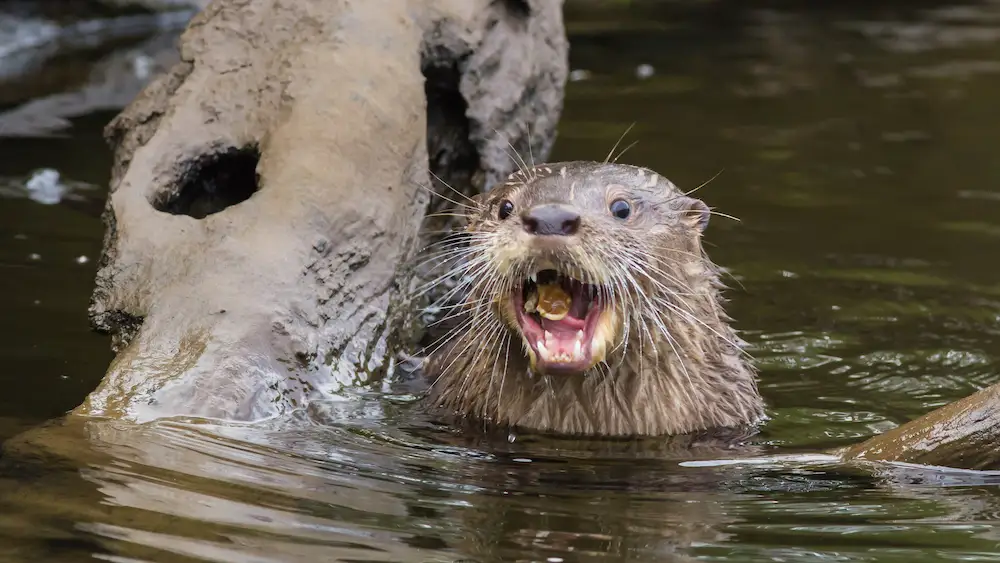 nutria cazando en el río