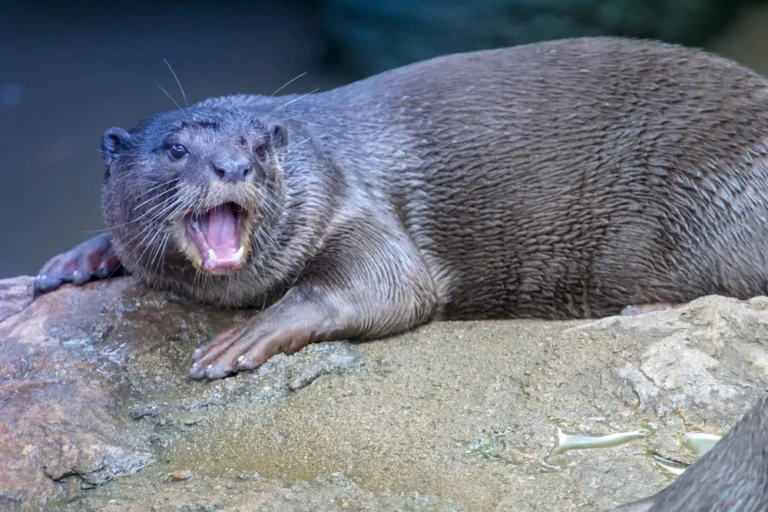 nutria de río