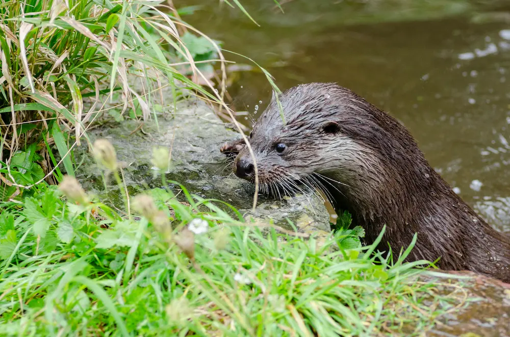 nutria europea