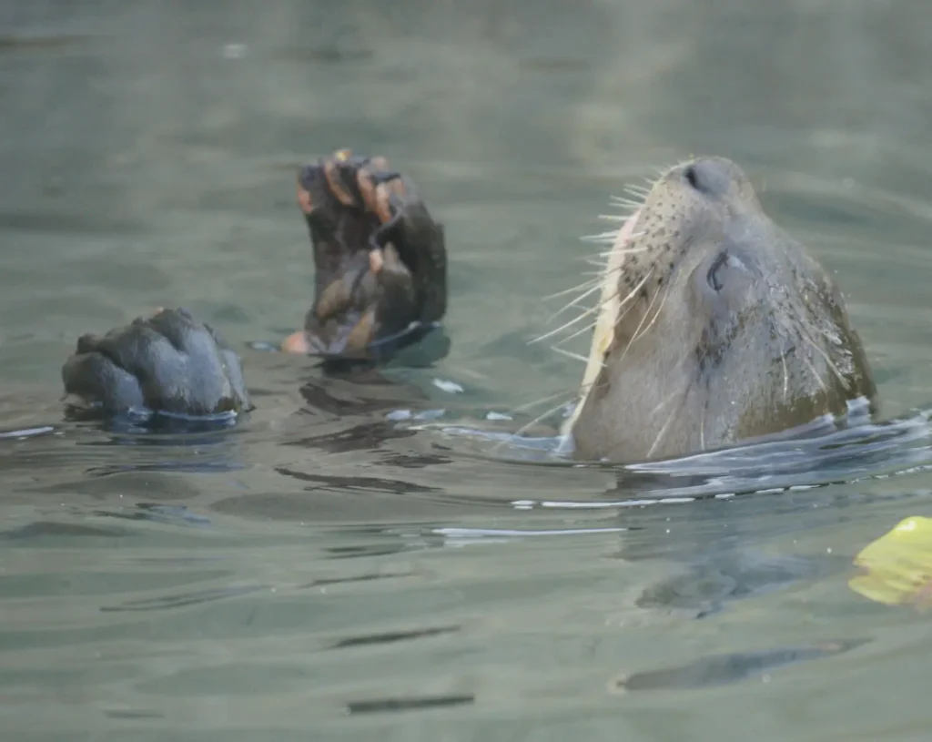 nutria gigante