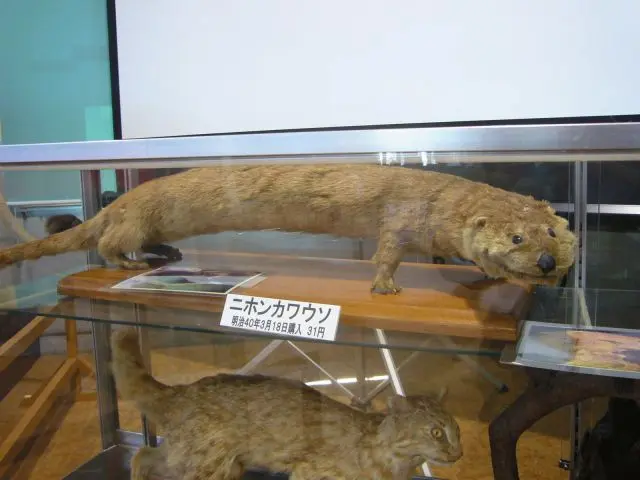 nutria japonesa (Lutra lutra whiteleyi)