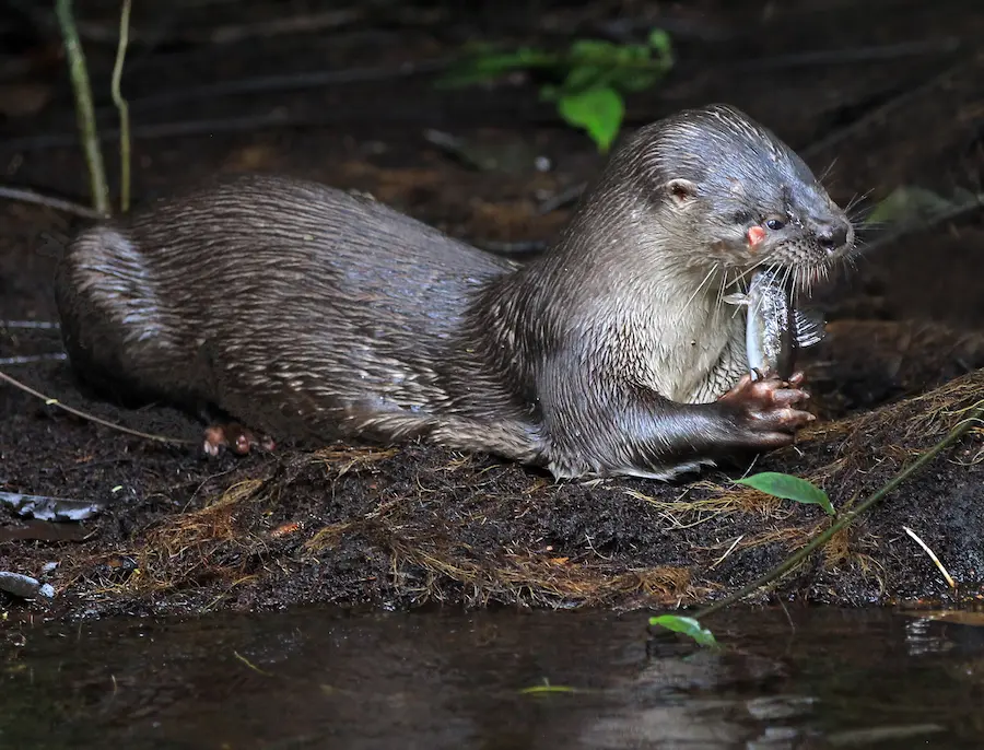 nutria neotropical alimentación