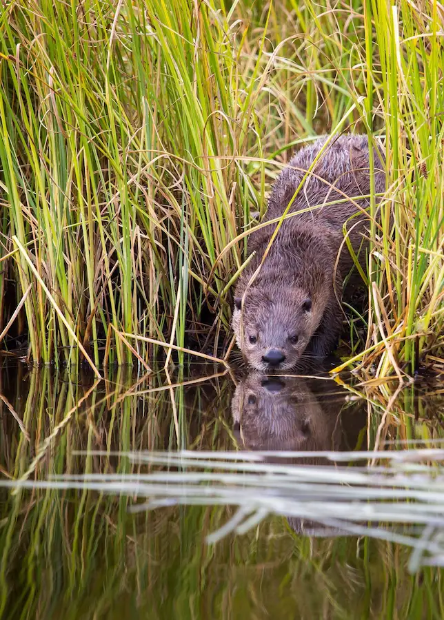 nutria en la vegetación del rio