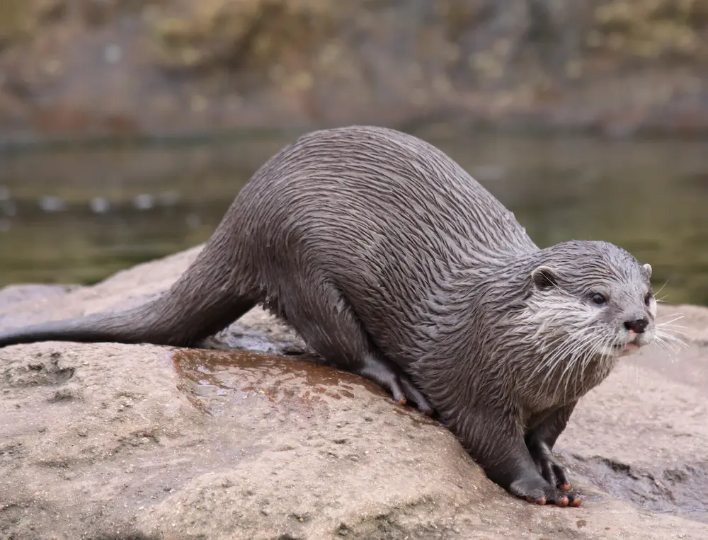 pelaje de la nutria europea.