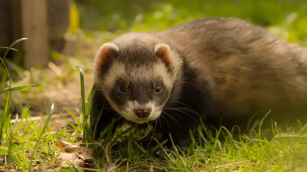 animales que se parecen a las nutrias