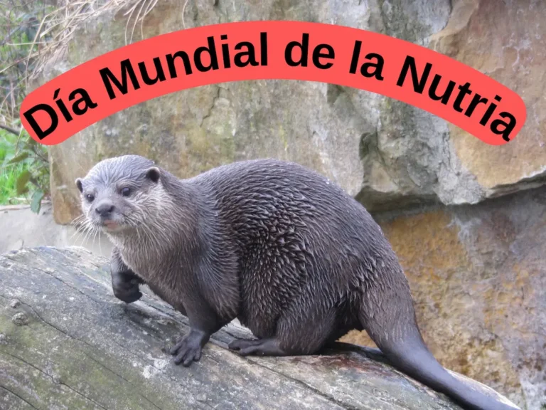 Día Mundial de la Nutria