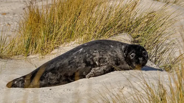 Foca