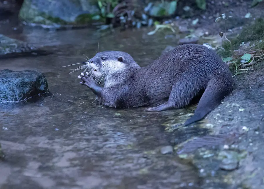 Nutria Asiática Pequeña (Aonyx cinereus)