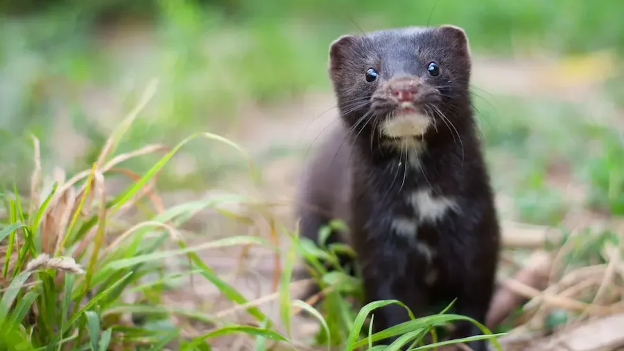 animal parecido a la nutria