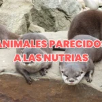 animales parecidos a las nutrias