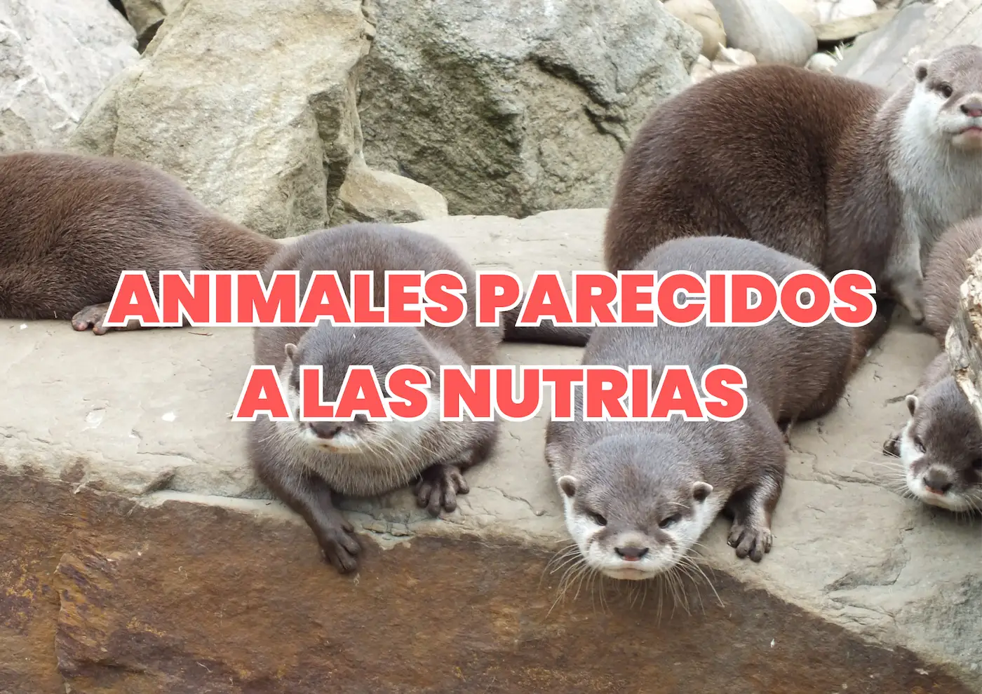 animales parecidos a las nutrias