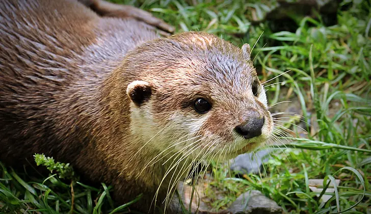 día mundial de la nutria 2024