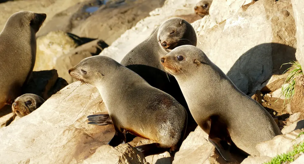 grupo de focas