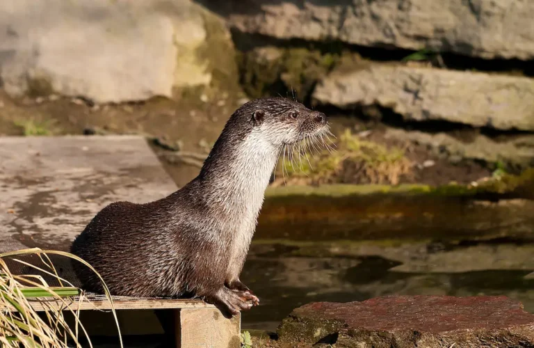 heces de nutria