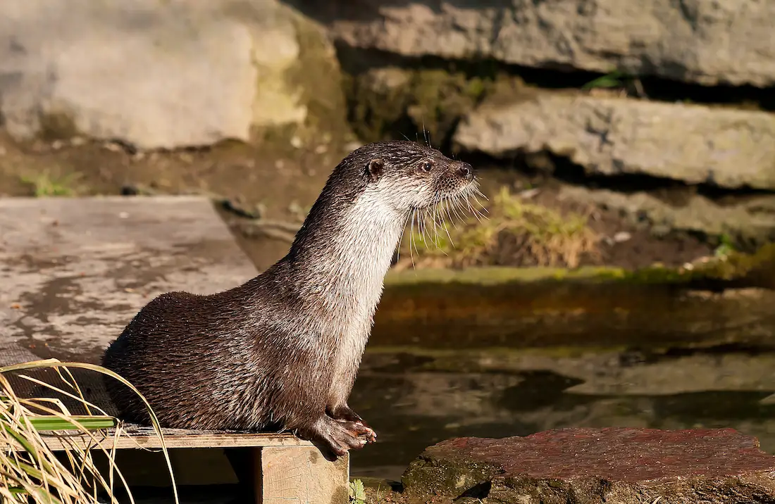 heces de nutria