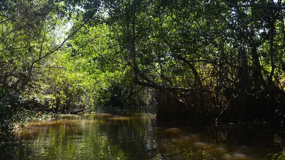 hábitat manglar