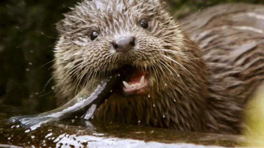 nutria cazando