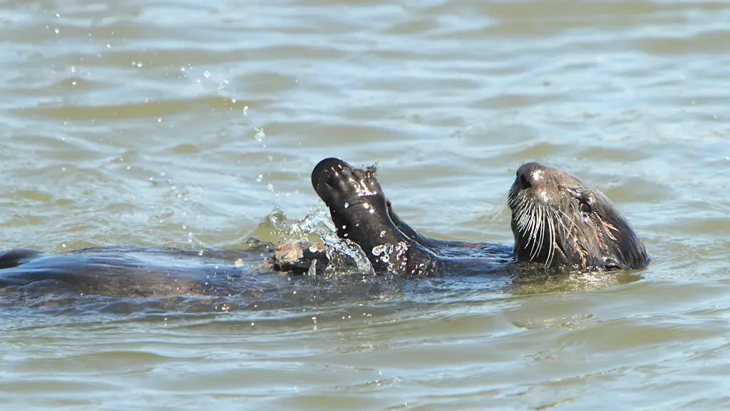 nutria con piedra