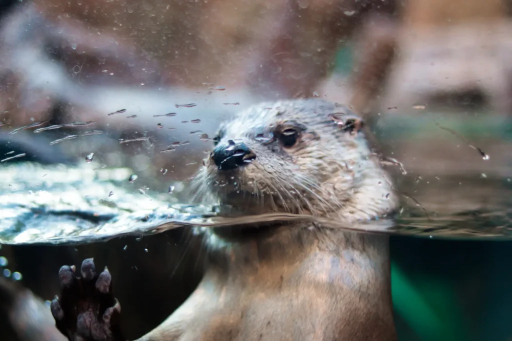 nutria detrás del cristal