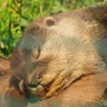 nutria durmiendo