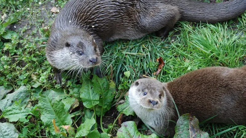 nutria en la naturaleza