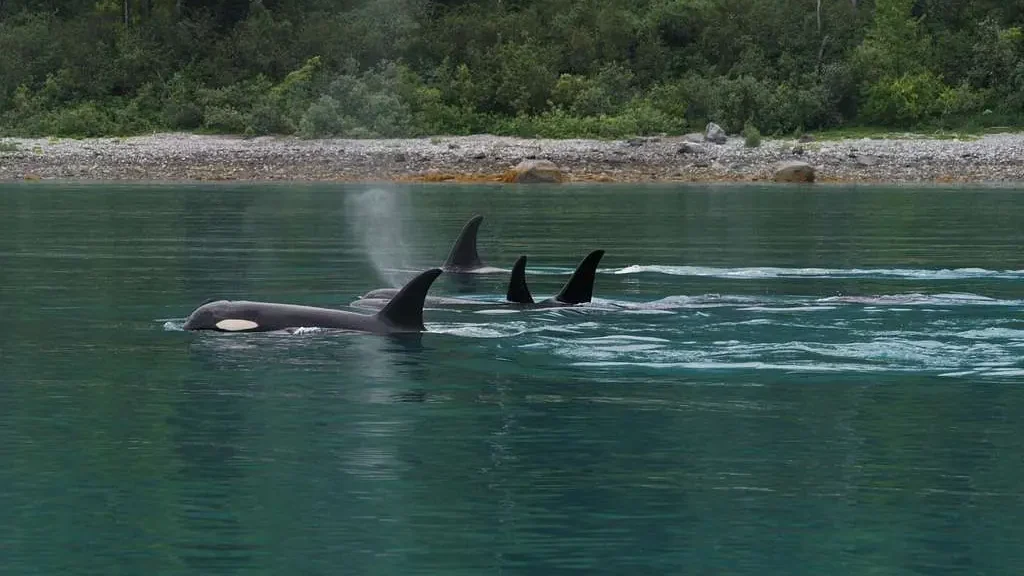 orcas