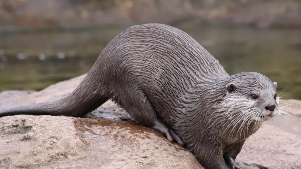 heces de nutria