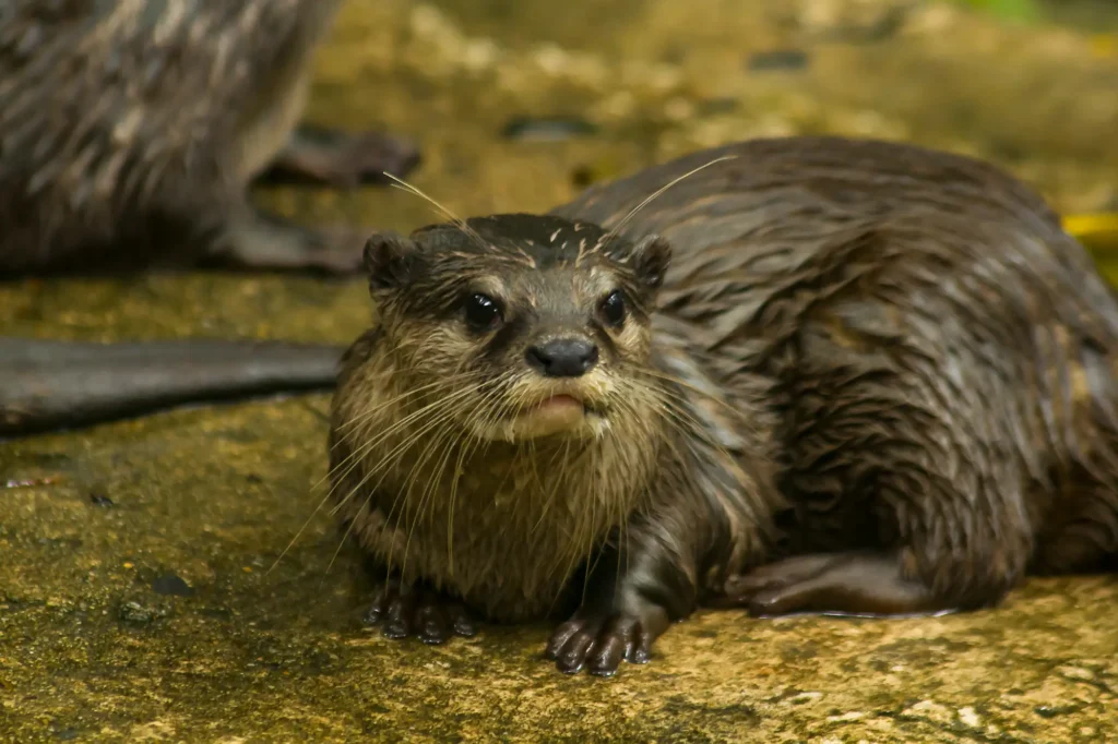 tener una nutria de mascota