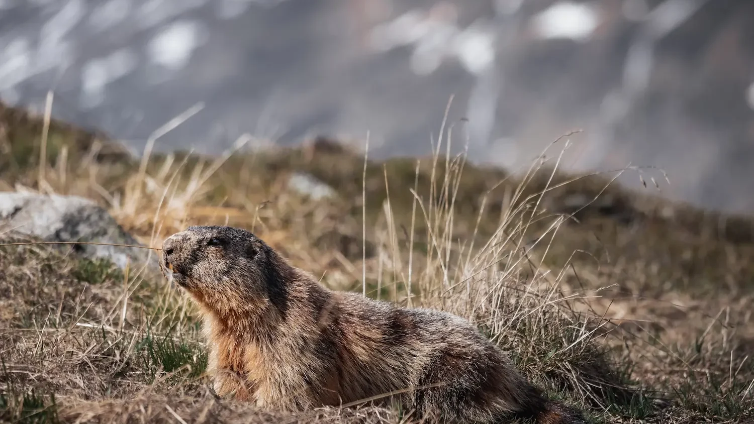 Qué es una Marmota