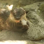 la nutria es carnívora o herbívora