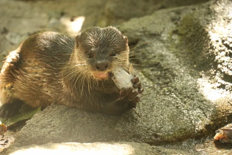 la nutria es carnívora o herbívora