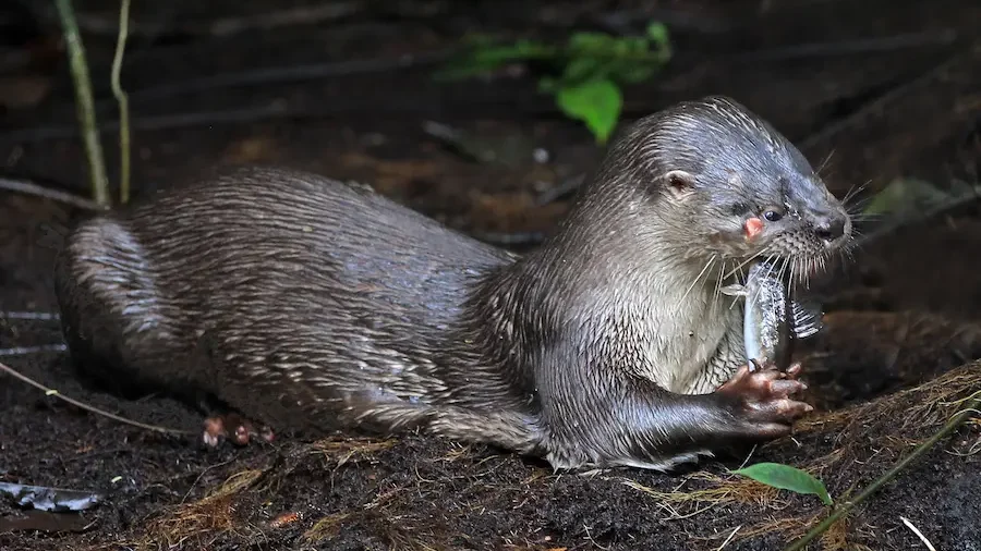 nutria masticando alimento