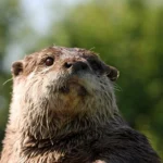 se puede domesticar una nutria