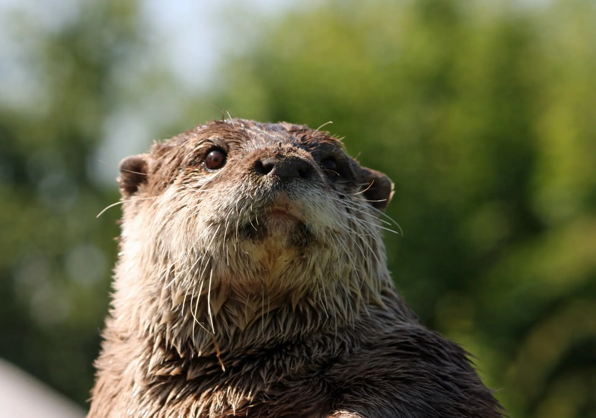 se puede domesticar una nutria