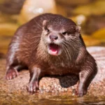 dientes de nutria