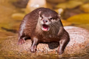 dientes de nutria