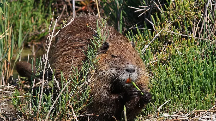 diferencia entre coipo y nutria