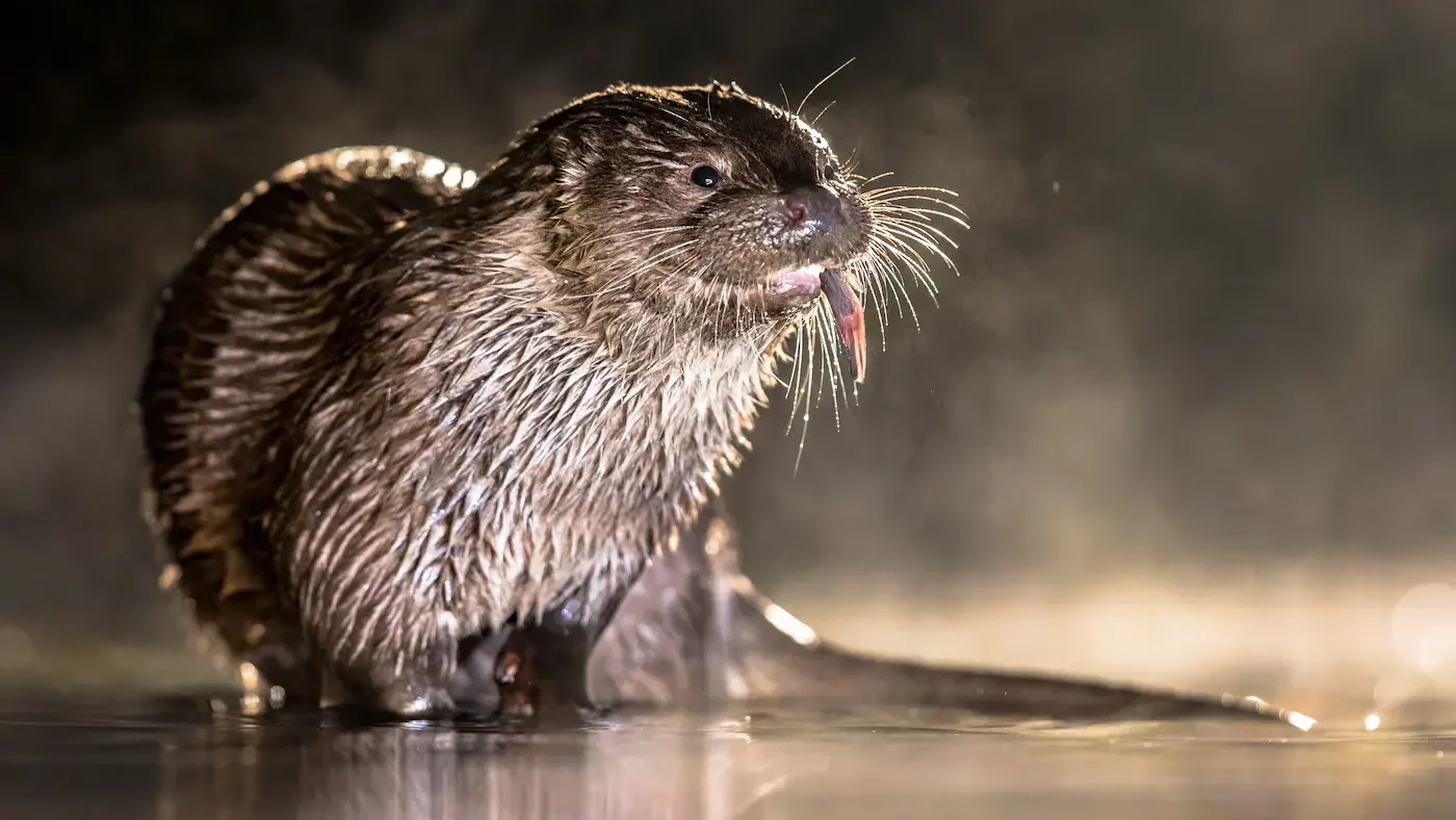 bigotes de nutria