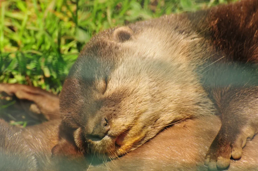 nutria europea durmiendo