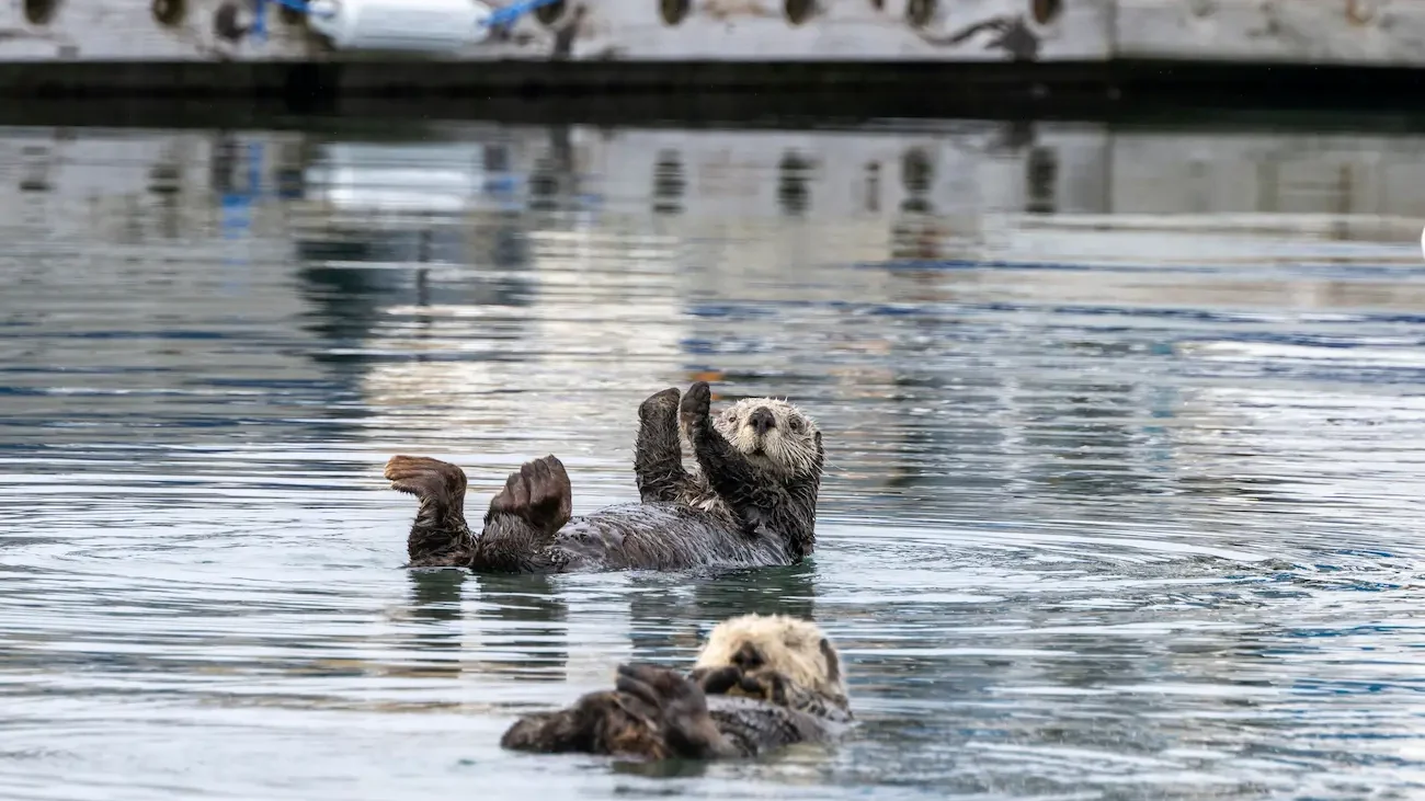 nutria marina con su cría