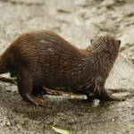 huella de nutria