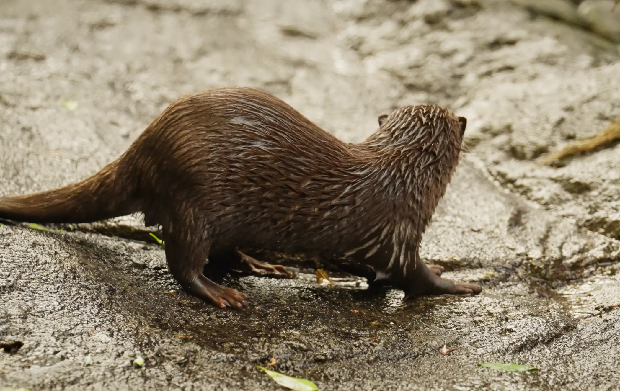 huella de nutria